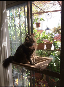 Perches Hanging Cat Window Bed