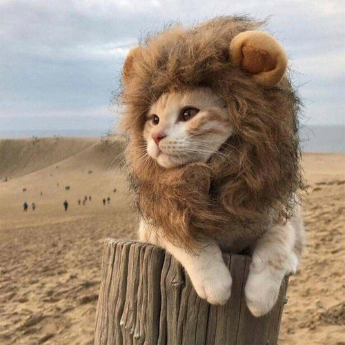 Lion Hat Cat Head Wear